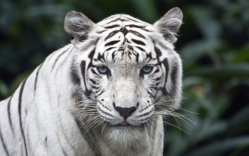 Beautiful white tiger-Wild Animal, HD wallpaper