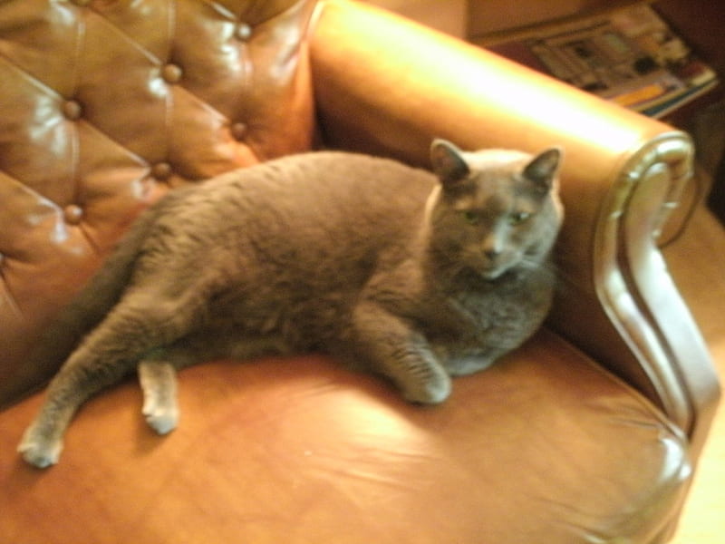 Whatcha Looking At?, Chair, Russian Blue, Gray, Cat, HD wallpaper