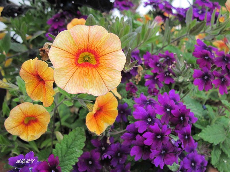 Petunias at the park, graphy, purple, orange, Flowers, petunias, HD wallpaper