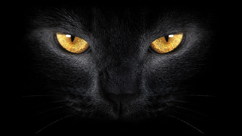 Black Cat With Yellow Eyes Cat, HD wallpaper
