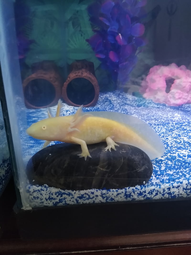 Axolotl Rock, fish, frog, gold, yellow, HD phone wallpaper
