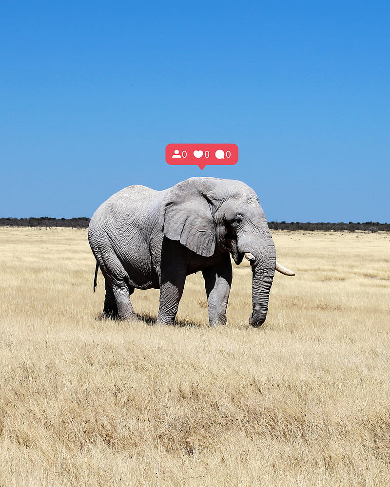 Elephant Social Media, Collage, desenho, Justin, alone, animal, comments, edit, follower, illustration, landscape, likes, lonely, nature, notification, hop, safari, HD phone wallpaper