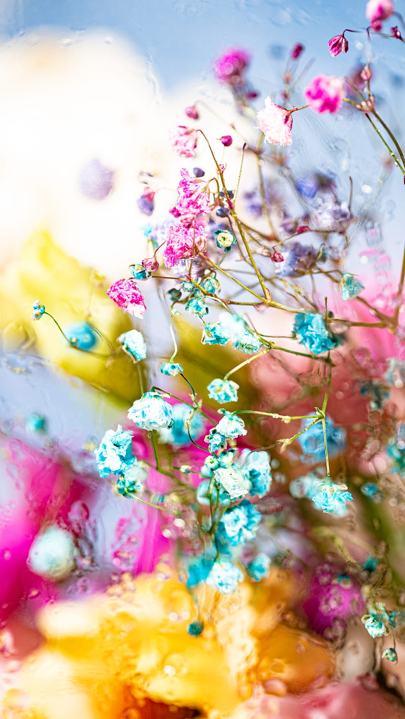 Pink and White Flowers in Tilt Shift Lens, HD phone wallpaper