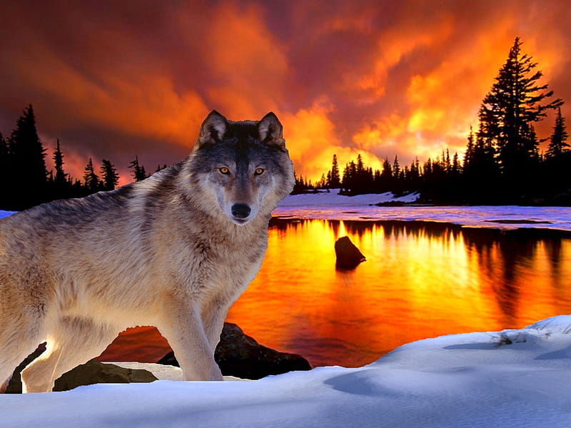 Sunset wolf, bonito, sunset, trees, lake, snow, wolf, reflection, animals, dogs, gorgeous, HD wallpaper