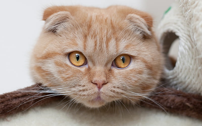Scottish lop-eared cat, cute animals, pets, beige cat, HD wallpaper