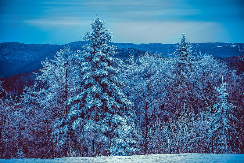 winter, trees, forest, snow, snowy, HD wallpaper