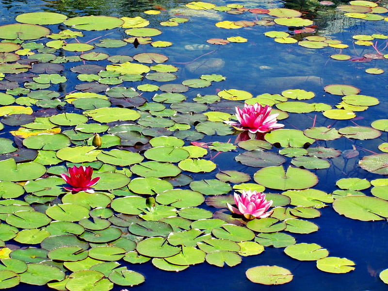Lily pads, pond, flowers, water, lilypad, HD wallpaper | Peakpx