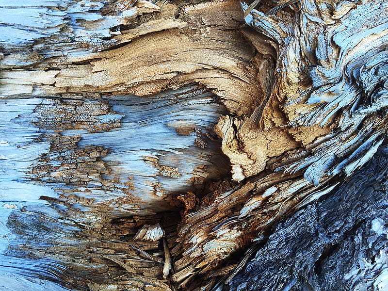 Tree Bark Pattern, pattern, tree, abstract, HD wallpaper