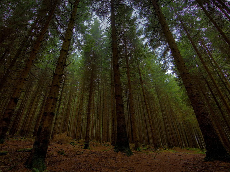 Tall Trees Forest, forest, view, bonito, trees, tall, leaves, green, dark, jungle, nature, landscape, HD wallpaper