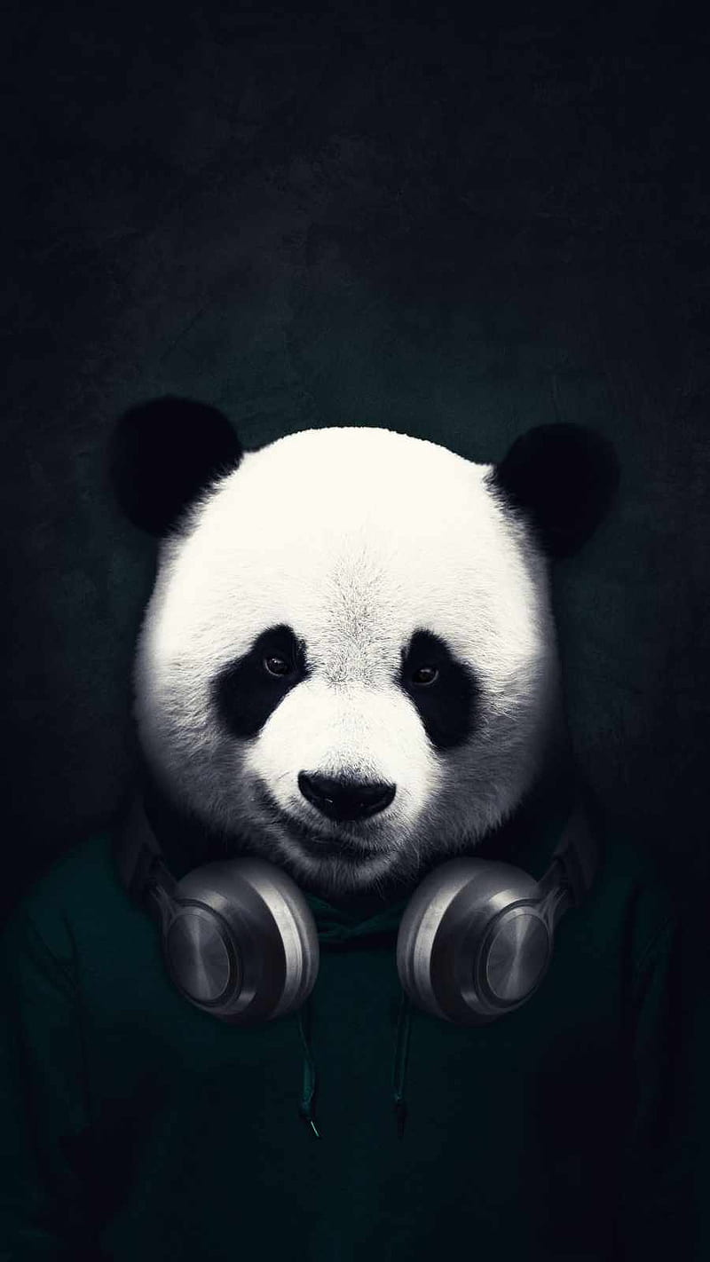 Music Panda, alone, neon, black, bear, best, bears, iphone, HD phone wallpaper