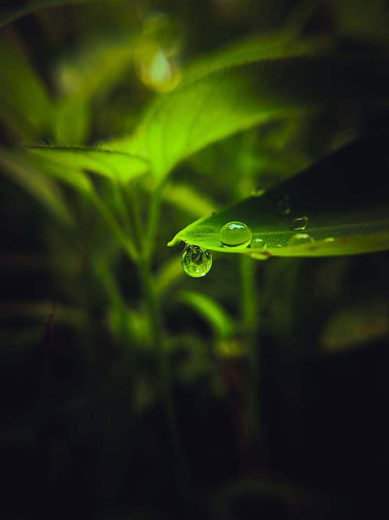 drop, leaf, macro, green, HD phone wallpaper