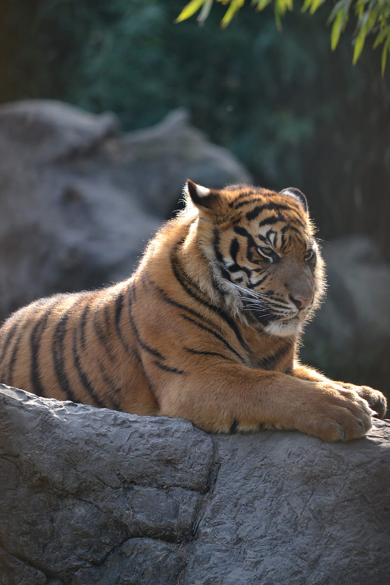 tiger, big cat, formidable, stripes, predator, HD phone wallpaper