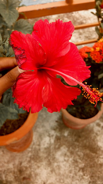 Best 100 Hibiscus Flower Pictures  Download Free Images on Unsplash
