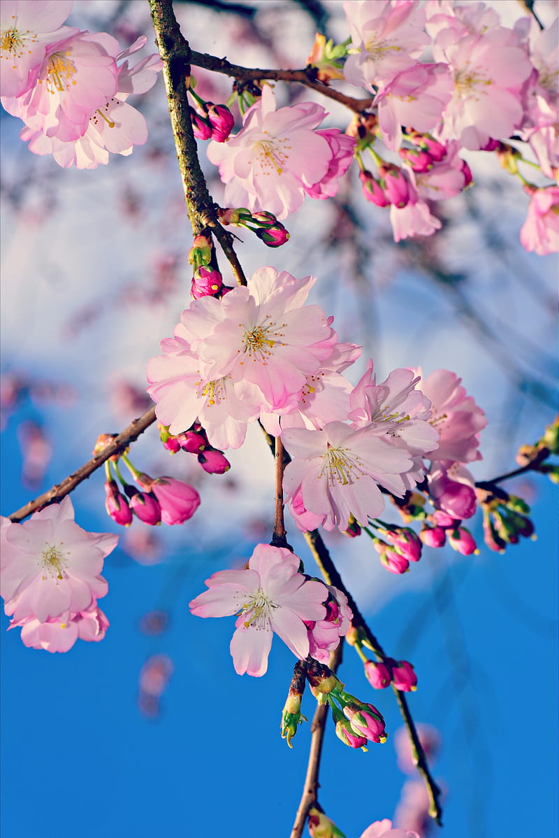 apple, branch, flowers, buds, pink, spring, HD phone wallpaper