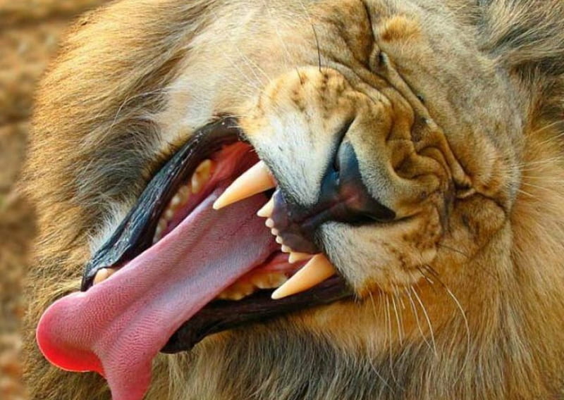 Thats a lion, king, roar, great, lion, HD wallpaper