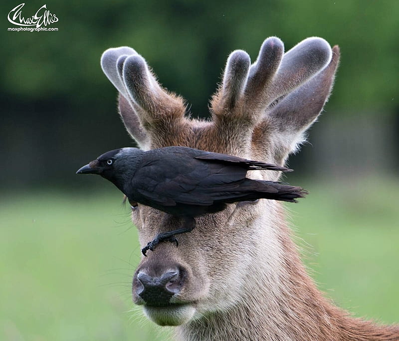 Mom! I can't see anything!, raven, pasare, black, caprior, situation, deer,  animal, HD wallpaper | Peakpx
