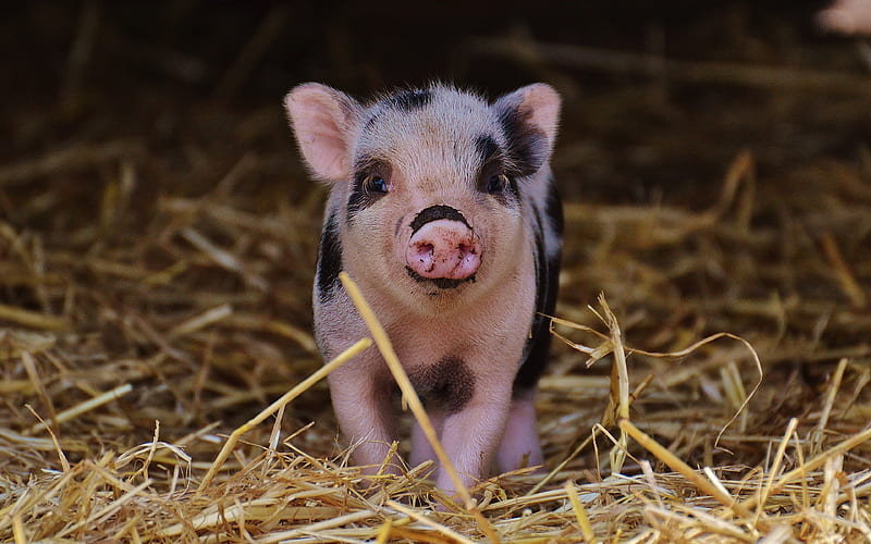 piglet, hay, small pig, farm, pigs, funny animals, pets, piglets, HD wallpaper