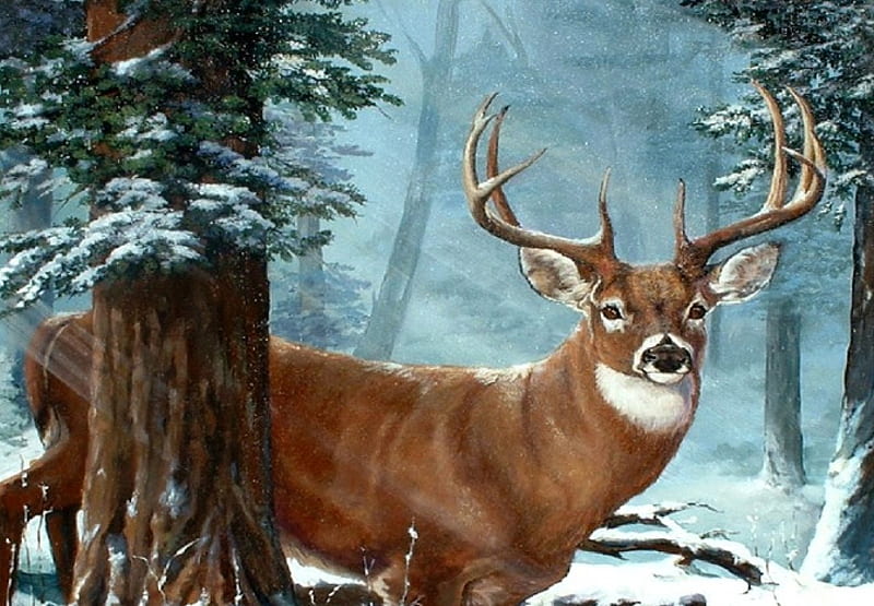 Deer Hunting Tips and Tricks Venison Stew Recipe And A Great Deer Jerky  Recipe  Big deer Deer wallpaper Deer pictures
