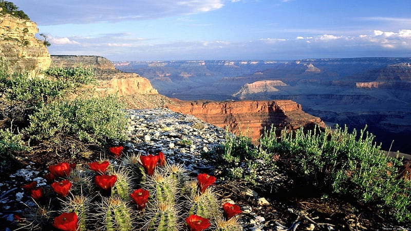 blooming cacti on the edge of the grand canyon, cliffs, flowers, canyon, cactus, blooming, HD wallpaper