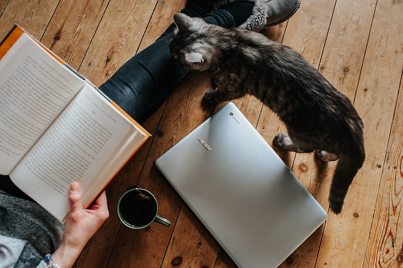 cat walking through laptop computer near woman reading book white lying on floor, HD wallpaper