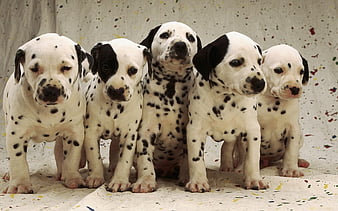 HD sweet baby puppies wallpapers | Peakpx
