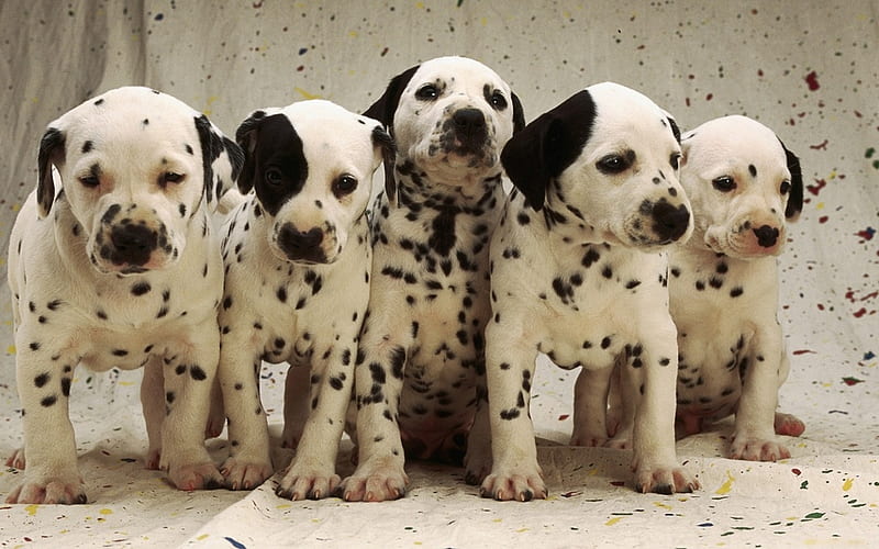 Dalmatians babies, friend, dalmatian, baby, puppy, dog, animal, sweet, HD  wallpaper | Peakpx
