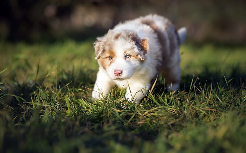 Aussie, little white puppy, cute little animals, pets, Australian Shepherd, puppies, HD wallpaper