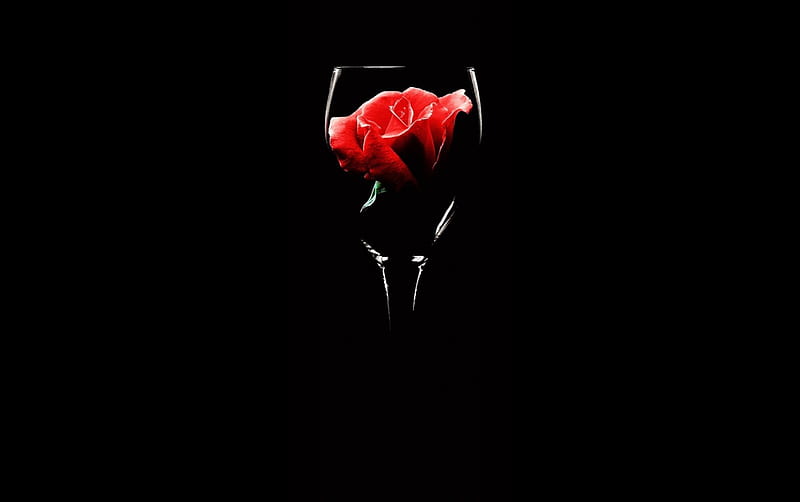 Still life, glass, black, red, roses, HD wallpaper