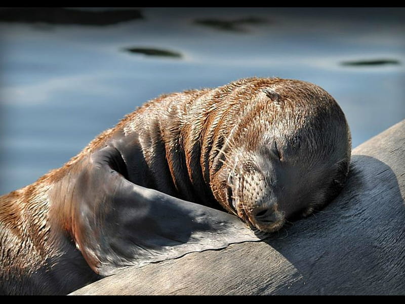 Napping sealion young, cute, underwater, sealion, adorable, nap, animal, HD wallpaper
