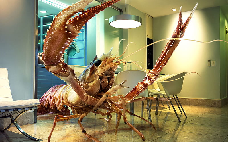 He's Not for Dinner, He's Our Guest for Dinner, table, chairs, mirror, funny, abstract, inside room, lights, lobster, HD wallpaper
