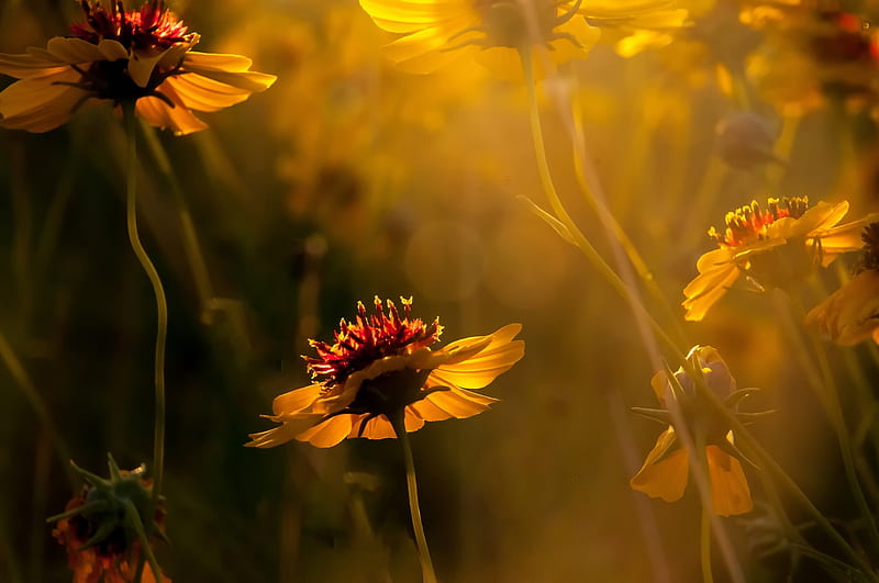 Beautiful Flower, blur, flowers, nature, bloom, HD wallpaper | Peakpx