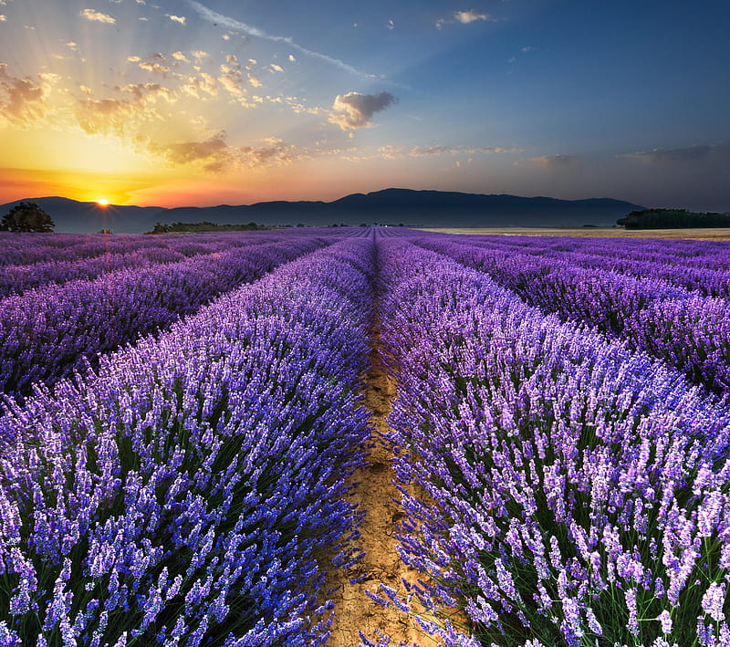 Lavender, fields, flowers, purple, scenery, sunrises, sunsets, HD wallpaper