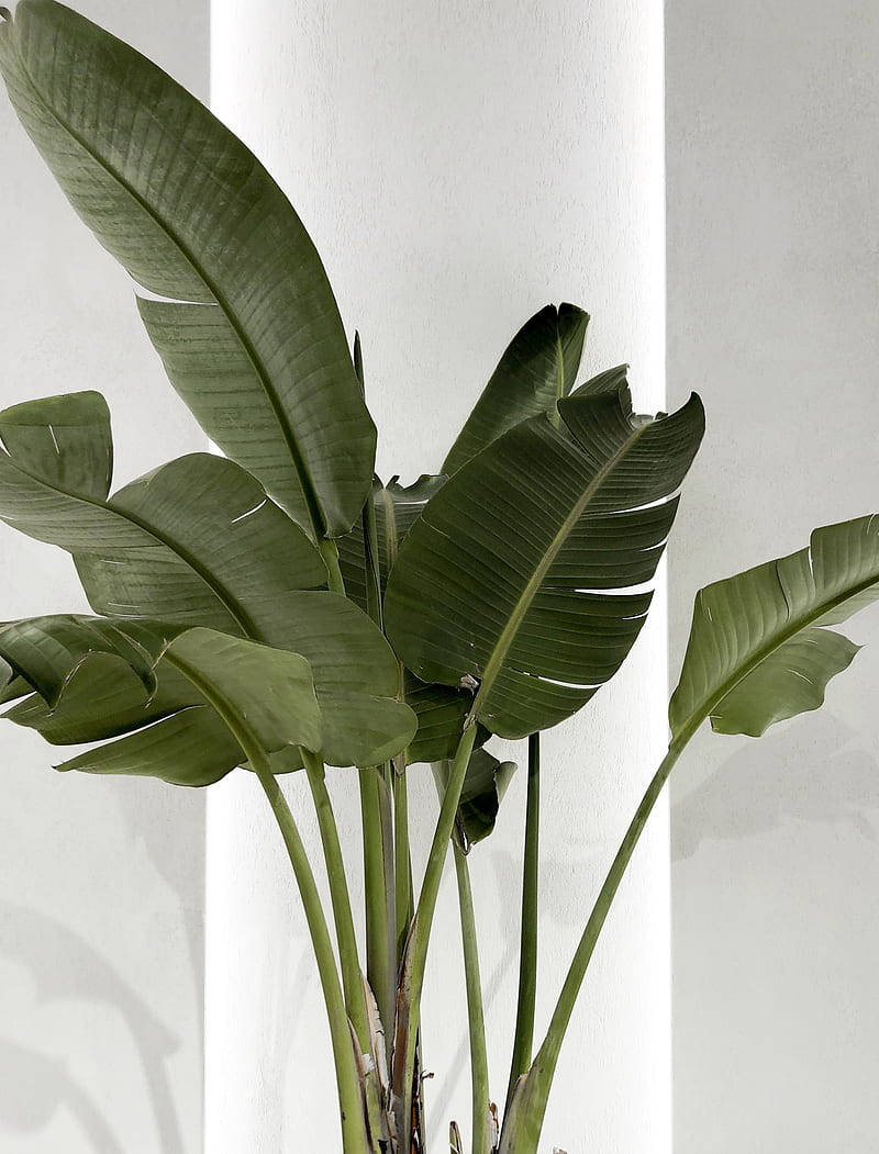 green banana plant, HD phone wallpaper