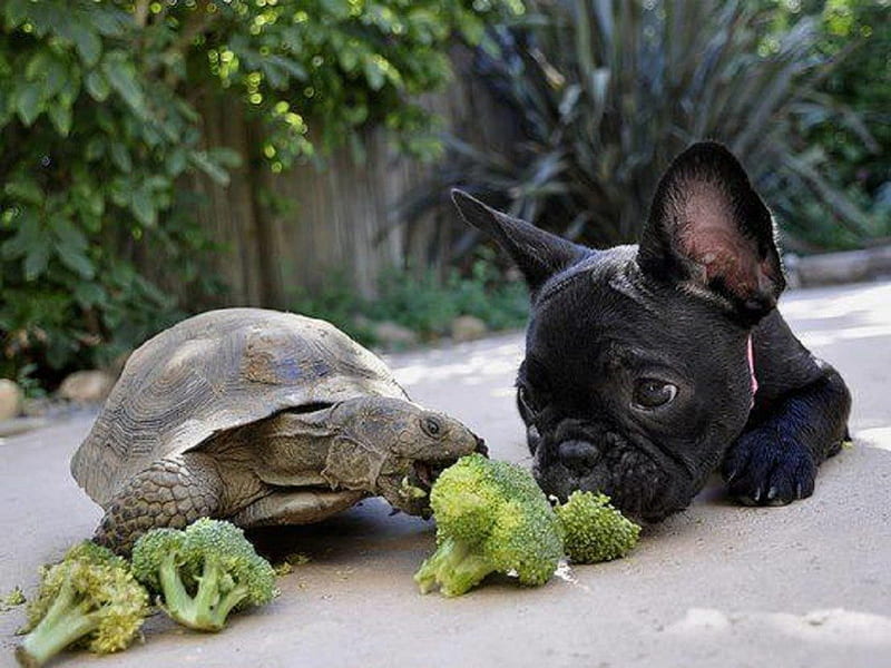 Learning To Share, turtle, animals, puppy, dog, HD wallpaper