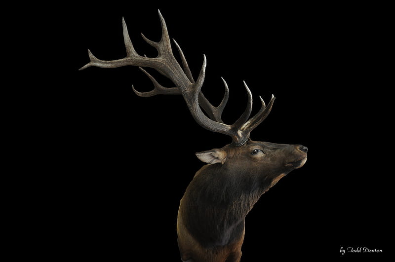 Roosevelt Elk, bull elk, roosevelt bull elk, elk, HD wallpaper