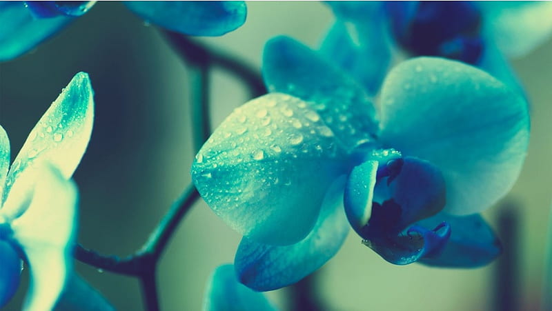 Gotas de agua sobre la orquídea, Fondo de pantalla HD | Peakpx