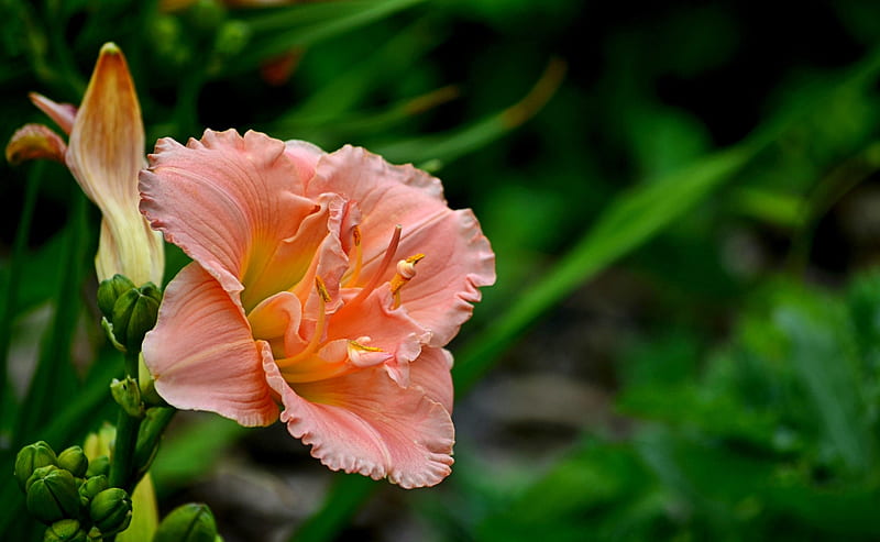 Carnations, amazing, flower, pink, HD wallpaper