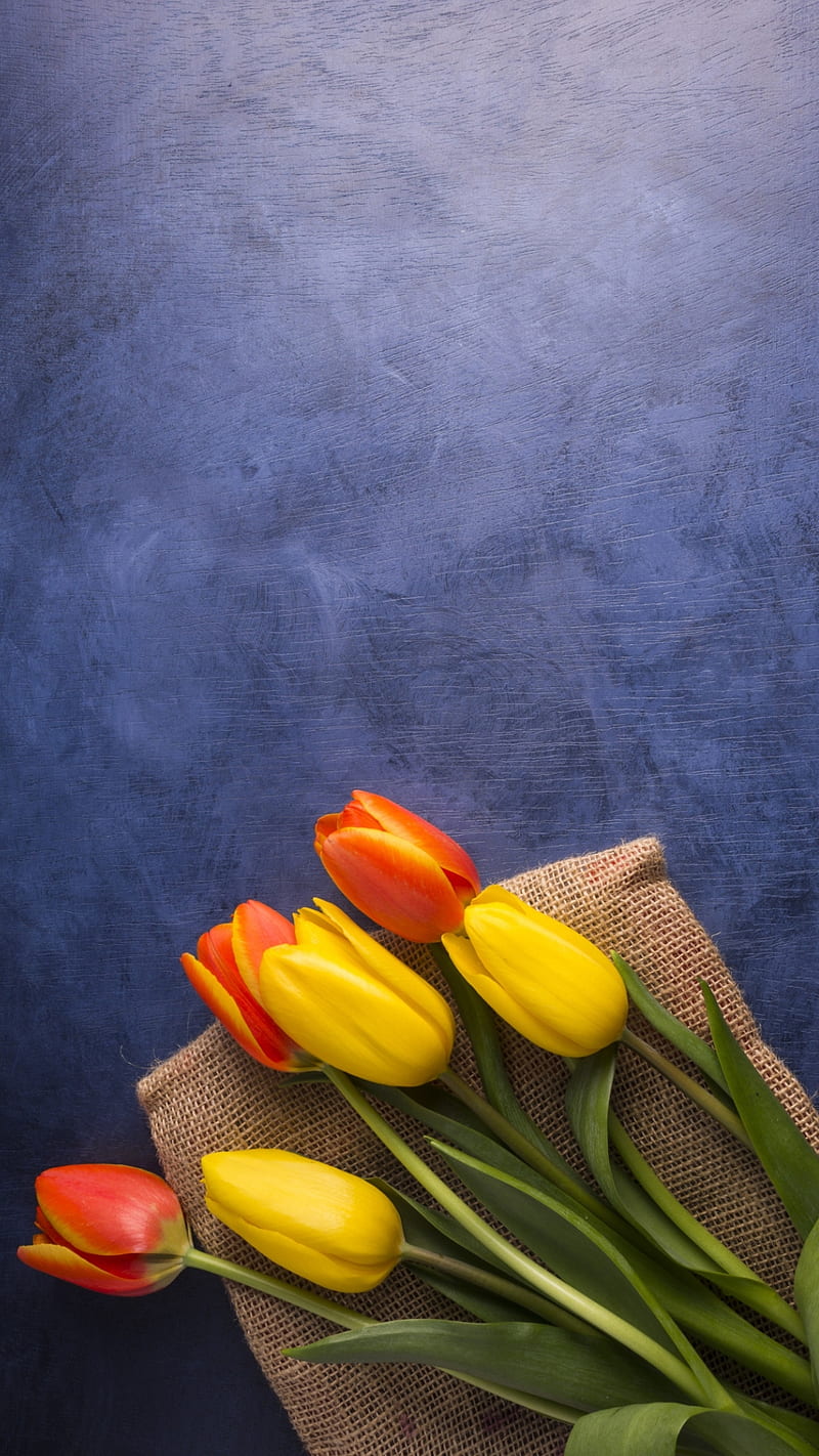 tulips, blue, floral, flowers, orange, spring, tulip, yellow, HD phone wallpaper