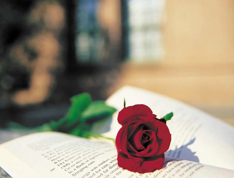 Love story, romantic, fresh, book, bookmark, red rose, atmosphere, entertainment, love, siempre, passion, fashion, HD wallpaper