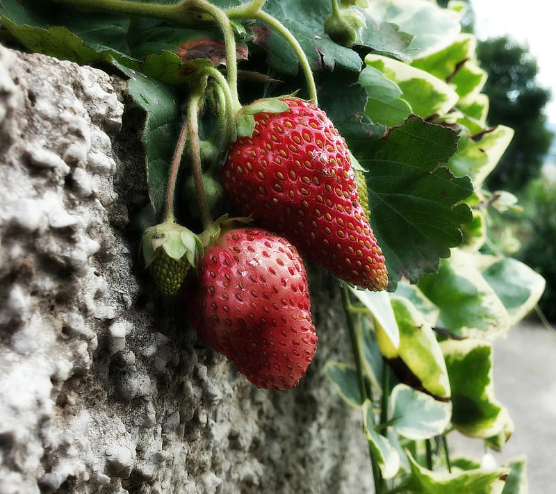 Strawberries nature, strawberry, wood, HD wallpaper