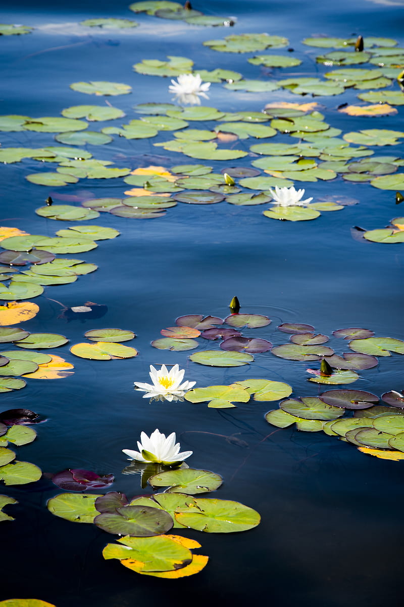 green lily pads on water, HD phone wallpaper
