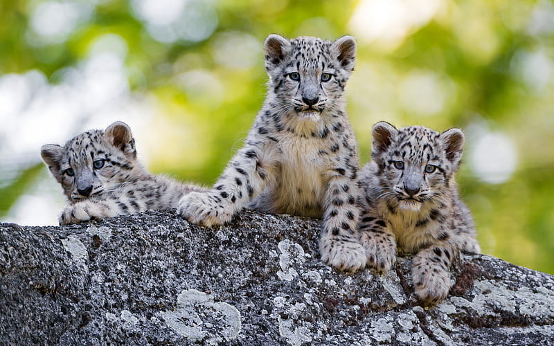 snow leopard cubs, predators, wildlife, white little leopards, HD wallpaper