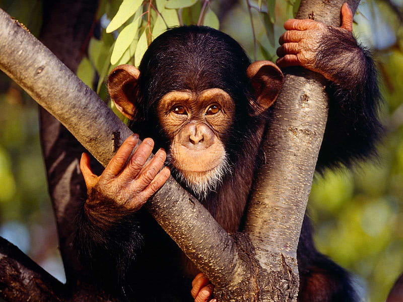chimpanzee, primates, animals, HD wallpaper