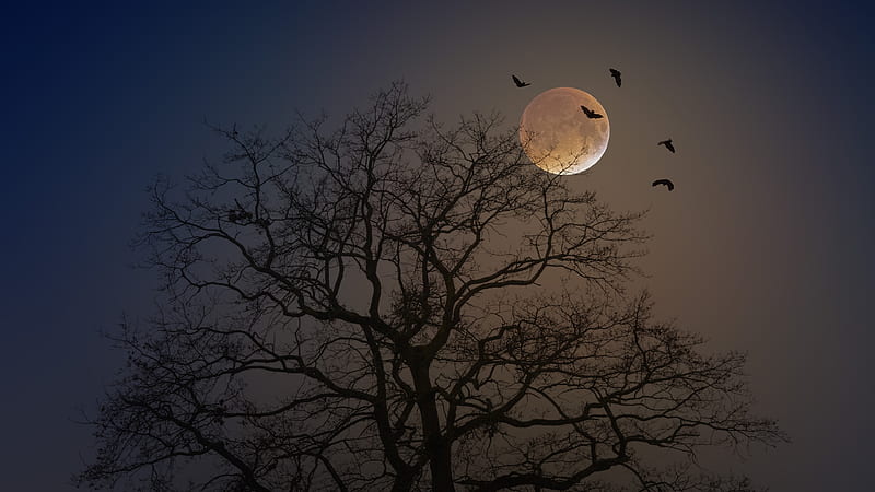 Earth, Moon, Bat, Tree, HD wallpaper