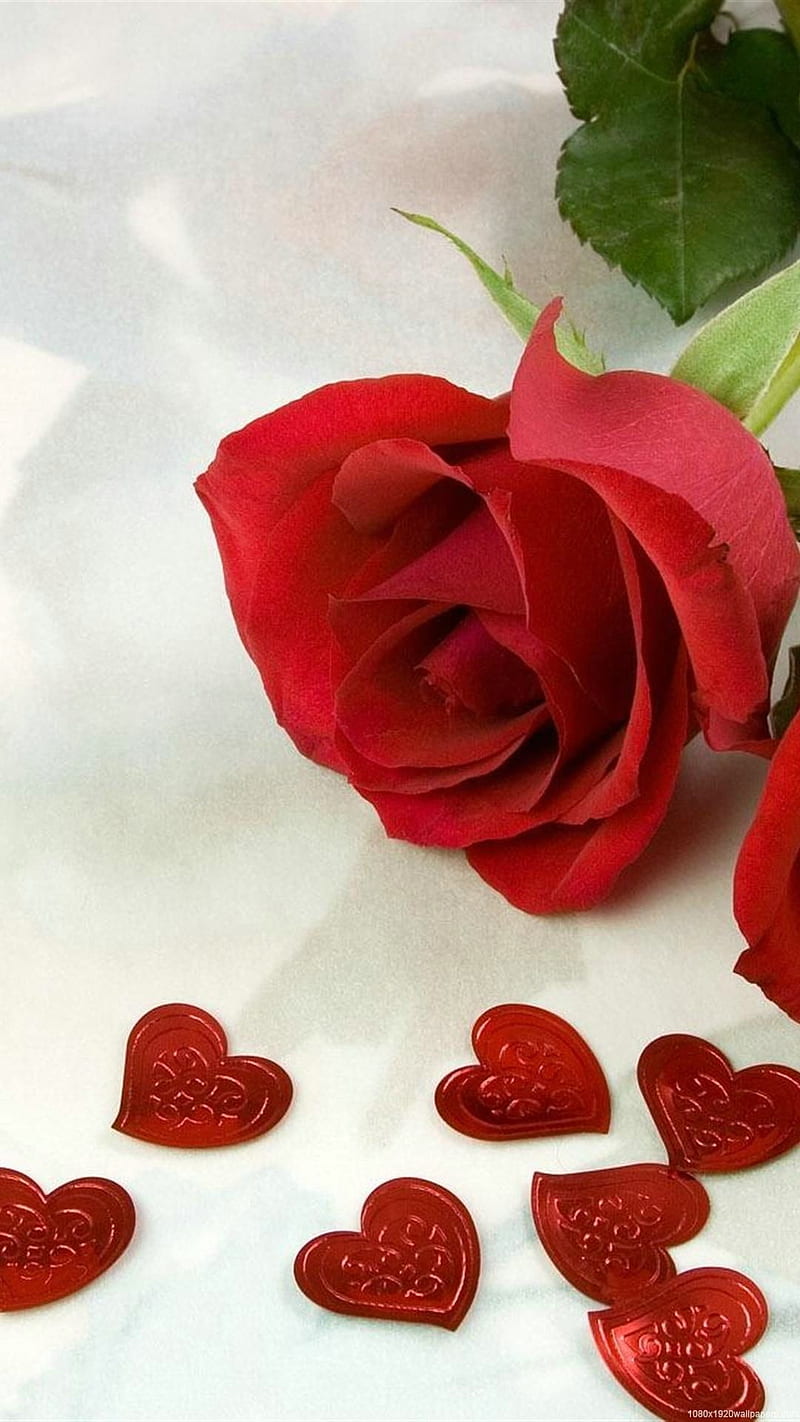 Rose and Heart, love, flower, HD phone wallpaper | Peakpx