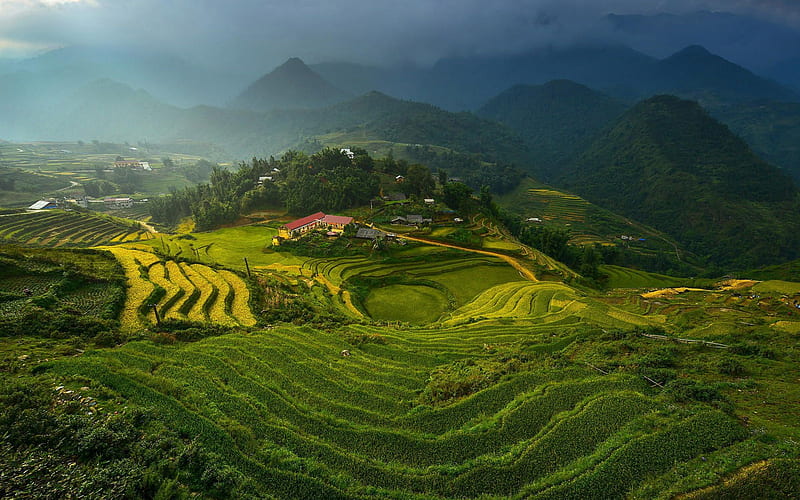 rice terraces in vietnam-Nature, HD wallpaper
