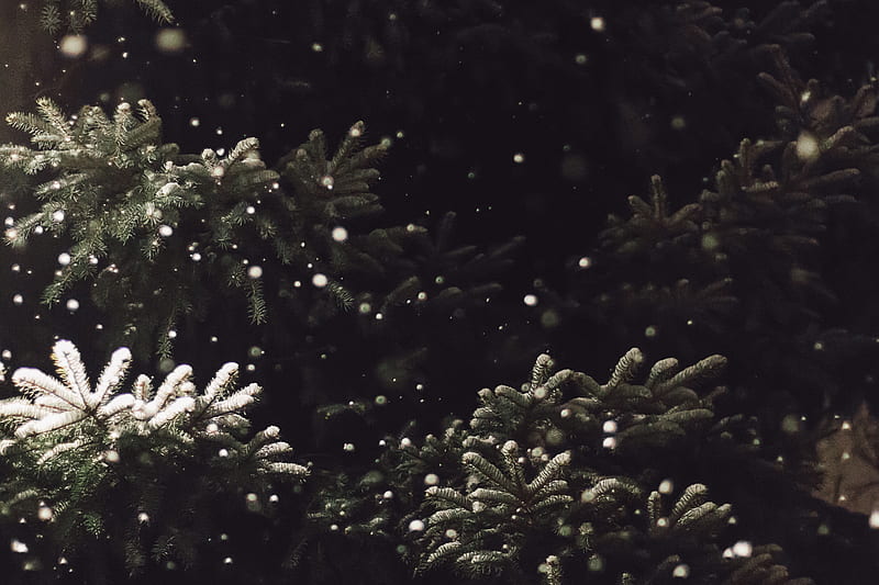 snow fall on tree, HD wallpaper