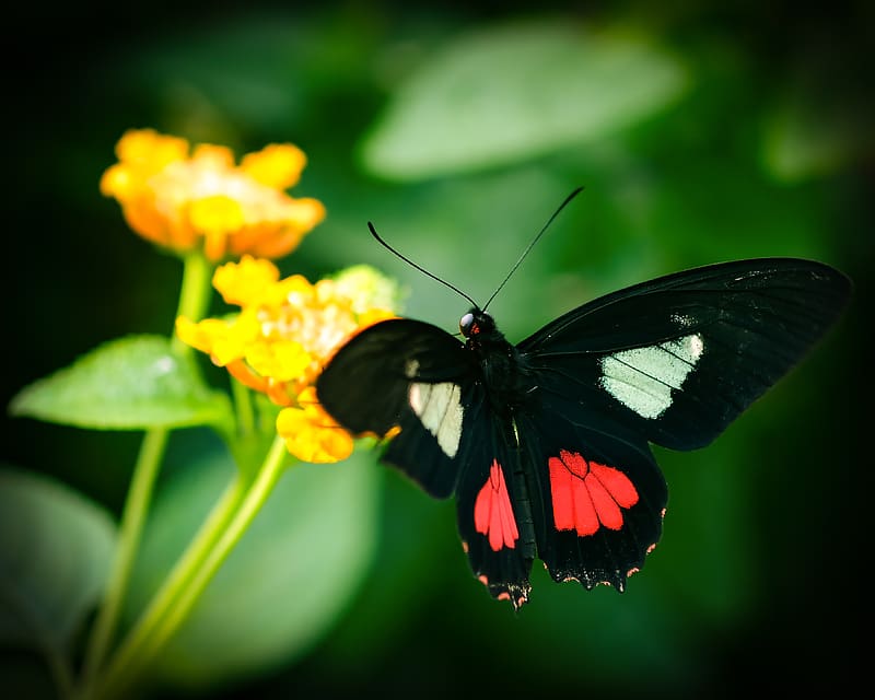 parides, butterfly, wings, macro, blur, HD wallpaper