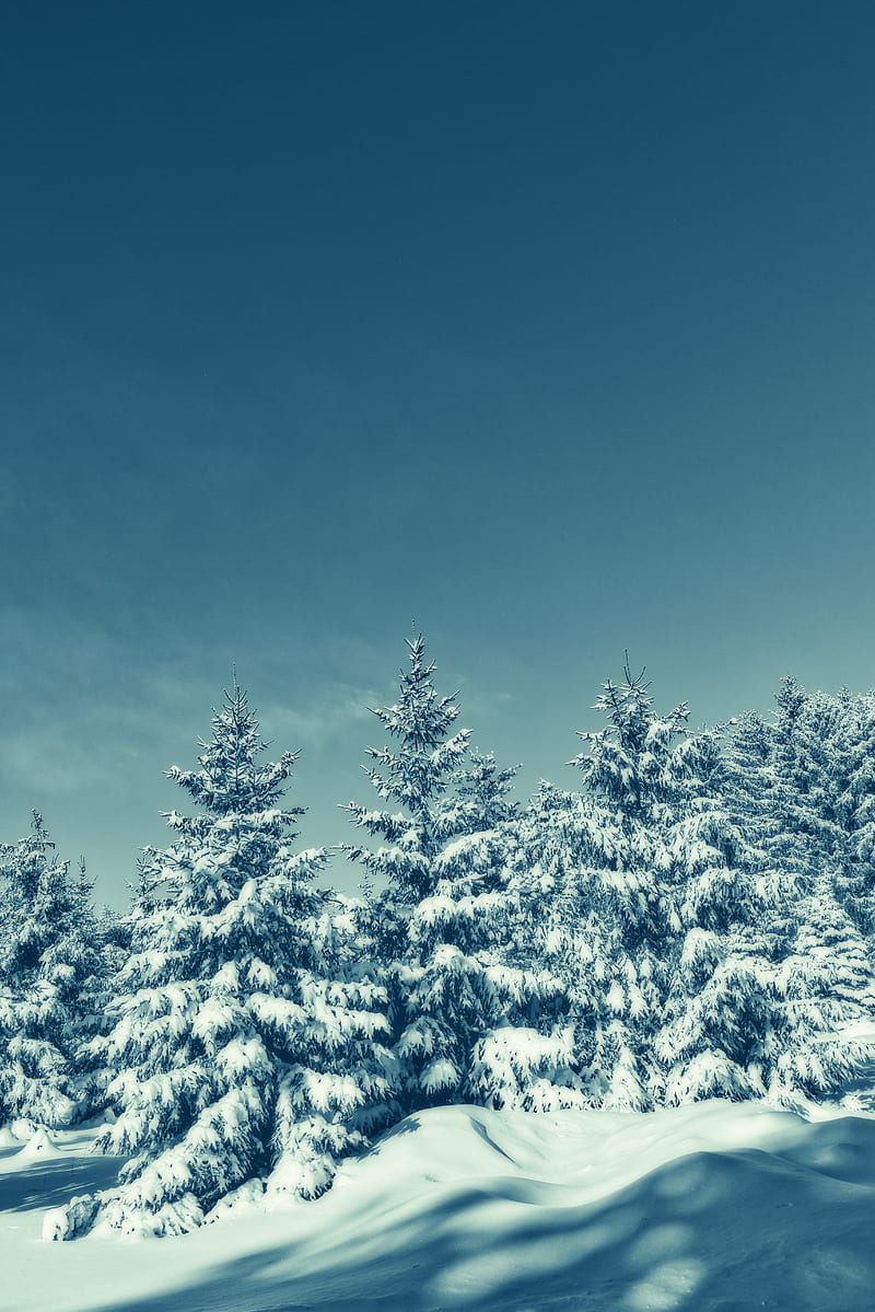 trees, snow, winter, snowy, sky, HD phone wallpaper