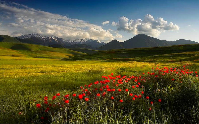 POPPIES’CORNER, mountain, red, poppies, flowers, clouds, field, HD